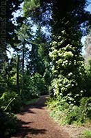 UBC Botanical Garden, Vancouver