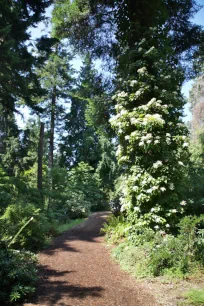 Forest path, UBC Botanical Garden, Vancouver