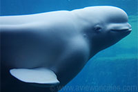 Beluga Whale, Stanley Park Aquarium