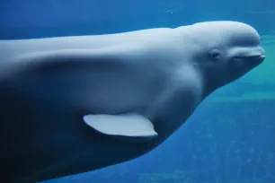 Beluga Whale, Stanley Park Aquarium, Stanley Park, Vancouver