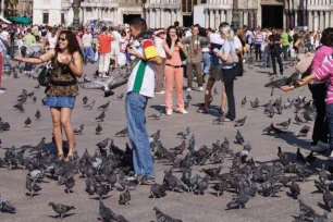 Pigeons at St Mark's Square, Venice