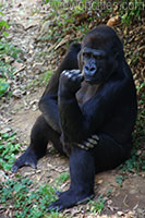 Gorilla at the National Zoo in Washington, DC