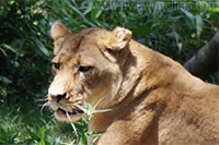 Lioness, National Zoological Park, Washington