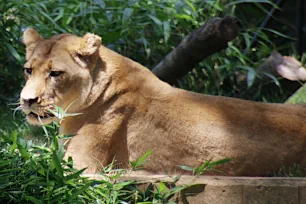 Lion, National Zoological Park, Washington