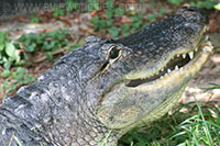 Crocodile, Washington zoo