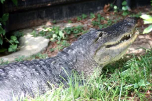 Crocodile, Washington National Zoological Park