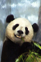 Giant Panda, National Zoological Park, Washington