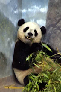Giant Panda, National Zoological Park, Washington DC