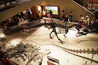 Dinosaurs, National Museum of Natural History, Washington DC