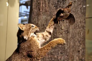 Bobcat, National Museum of Natural History, Washington DC