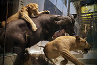 Mammal Hall, National Museum of Natural History, Washington DC